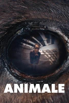  Animale海报